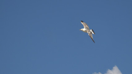 Obraz premium flying seagull on blue sky