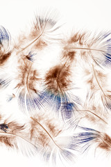 feather background