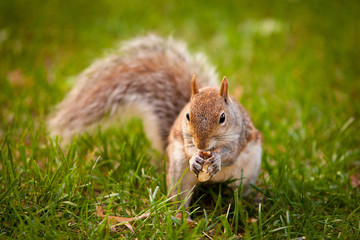 Squirrel