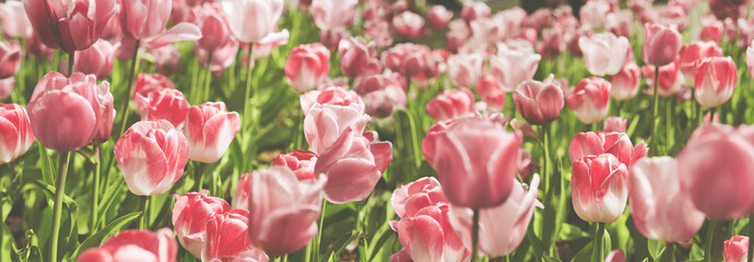Fototapeta na wymiar Beautiful panoramic view of lot of pink and rose tulips with green leafs