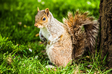 Obraz premium Squirrel