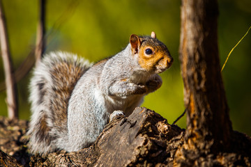 Squirrel