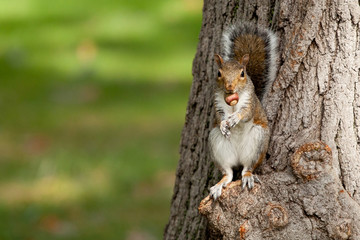Squirrel