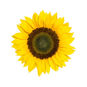 Helianthus Sonnenblume isoliert vor weißem Hintergrund