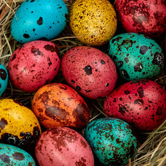 Coloured painted quail Easter eggs