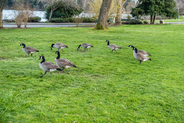 Canada Geese Near Lake
