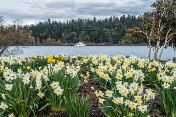 Fototapeta premium Lake Washington Daffodils 3