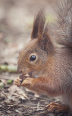 Squirrel in the park. Red squirrel. Squirrel eats on the grass.
