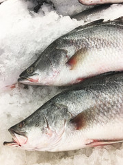 Fresh fish on ice in supermarket