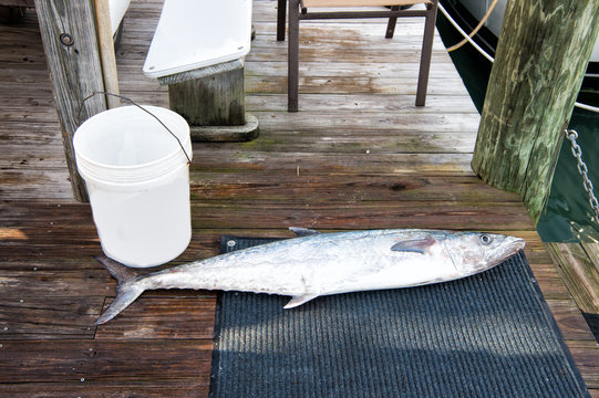 silver fish near bucket, fishing pail on wet wooden floor