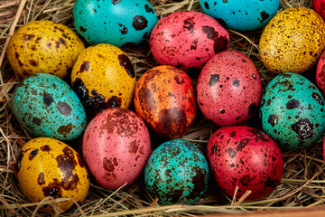 Coloured painted quail Easter eggs