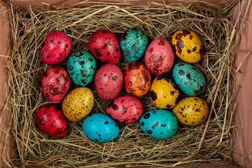 Coloured painted quail Easter eggs
