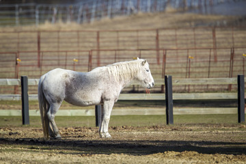 Fototapeta premium White horse in pasture.