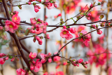 Fototapeta na wymiar Blooming Japanese quince in Crimea