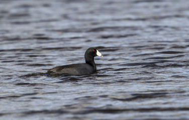 American Coot swimming in lake.