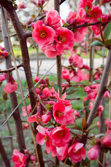 Blooming Japanese quince in Crimea