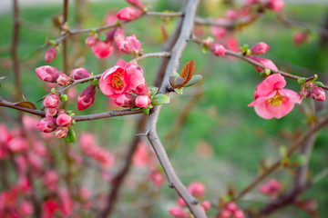 Blooming Japanese quince in Crimea