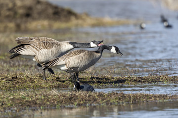 Goose honks next to another.