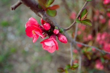 Blooming Japanese quince in Crimea