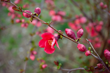 Blooming Japanese quince in Crimea
