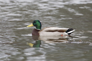 Mallard in the lake.