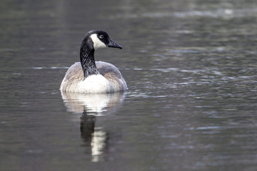 Goose looks to side while swimming.