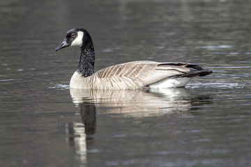 Side view of swimming goose.