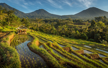 Rice Field Farming