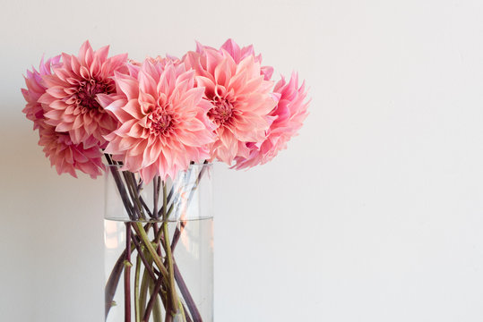 Cropped view of bright pink dahlias in glass vase with copy space to right