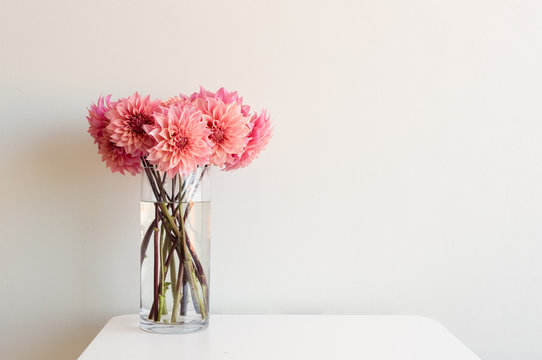Bright pink dahlias in tall glass vase on white table against neutral background with copy space to right