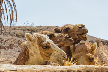 Dromedary Portrait