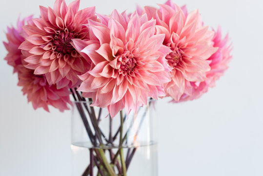 Close up of bright pink dahlias in glass vase (selective focus)