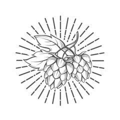 Fototapeta premium illustration of hops for brewing