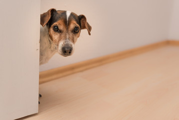 Hund schaut zur Tür herein - Jack Russell Terrier 10 Jahre alt