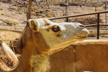 Dromedary Portrait