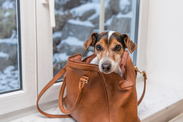 Hund in Handtasche auf der Fensterbank - Jack Russell Terrier 10 Jahre alt