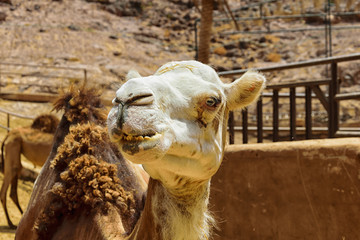 Dromedary Portrait