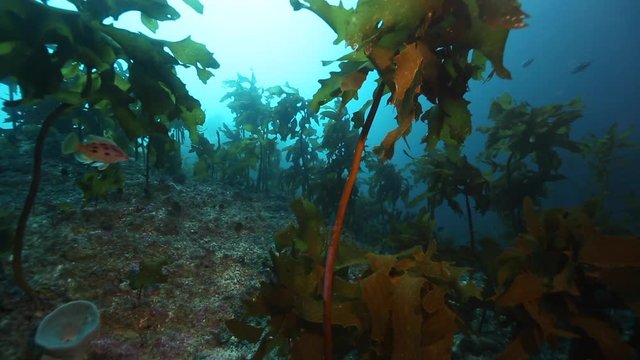 Curious red pigfish fish swimming in kelp at Rikoriko cave, Poor Knights Islands