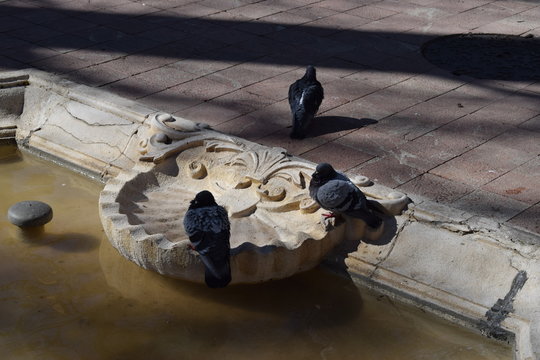 Palomas en una fuente.
