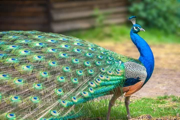 Fototapeten Peacock with spread wings in profile. © Viliam