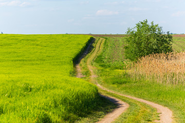 Abstract rural scenery in spring, with infinite horizon, bright colors, along natural lake with reed plants