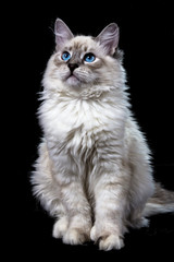 funny little blue-eyed white cat, isolated on black