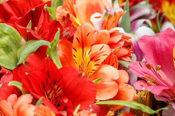 Plakat Alstroemeria flowers close-up
