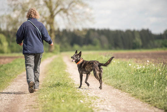Spaziergang mit einem jungen Hund - holländischer Schäferhund (Hollandse Herder)