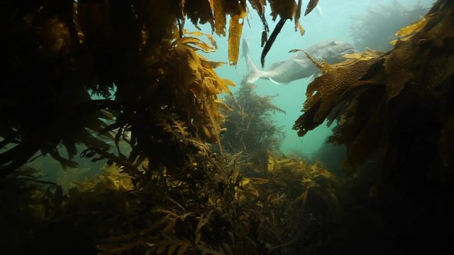View of snapper fish from kelp forest