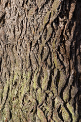 Eiche Quercus robur Stieleiche Rinde Borke