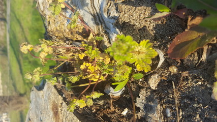Planta nacida en roca
