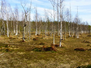 Młody las brzozowy © bnorbert3