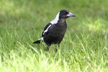 Australian Magpie