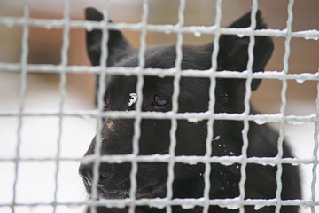 The portrait of a sad homeless dog waiting for a new owner in the shelter